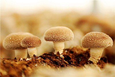 小蘑菇 大產(chǎn)業(yè)——濟寧鄒城大束蘑菇小鎮(zhèn)展覽服務紀實